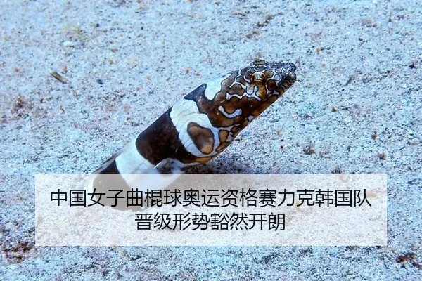 zhong-guo-nv-zi-qu-gun-qiu-ao-yun-zi-ge-sai-li-ke-han-guo-dui-jin-ji-xing-shi-huo-ran-kai-lang-3-891.jpg